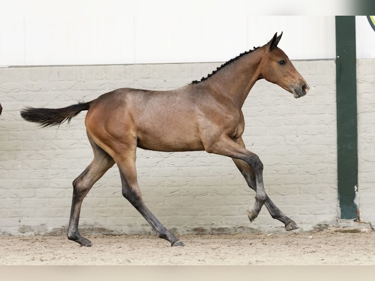 KWPN Mare  in Heerde