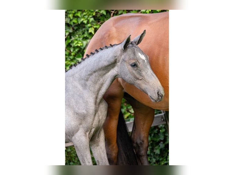 KWPN Mare Foal (05/2025) in Heerde