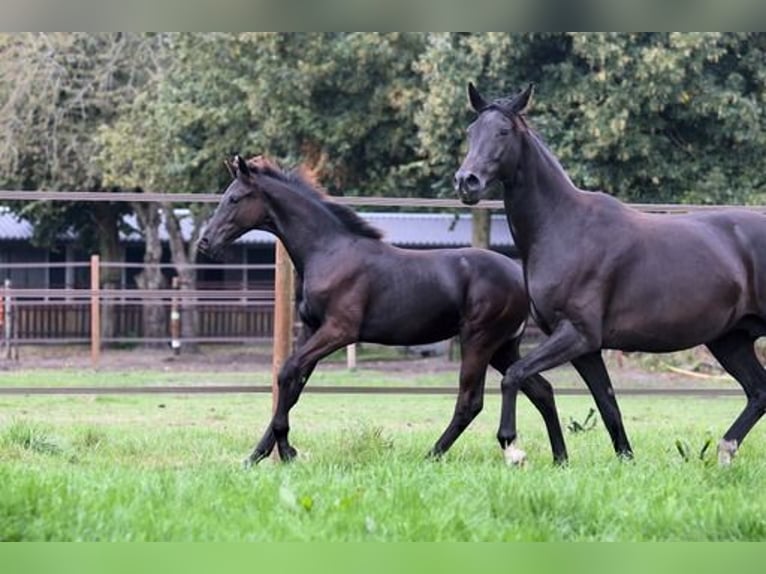 KWPN Mare Foal (04/2024) Smoky-Black in De Groeve