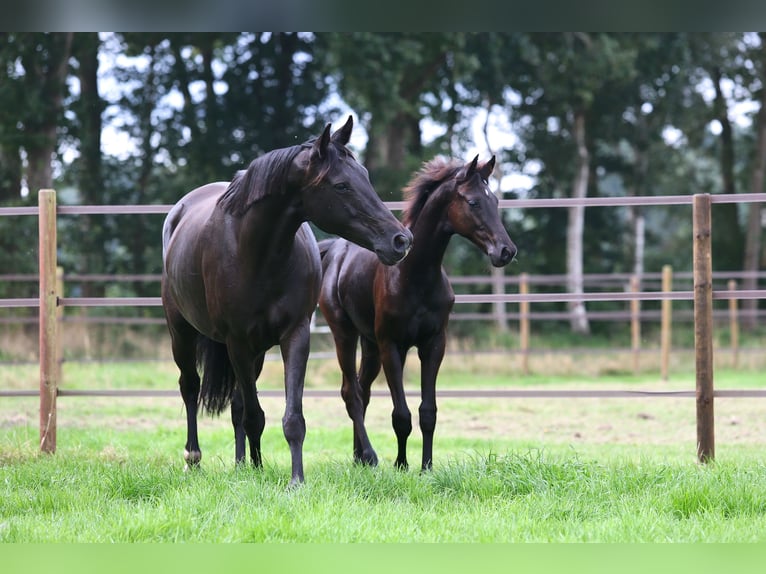 KWPN Mare Foal (04/2024) Smoky-Black in De Groeve