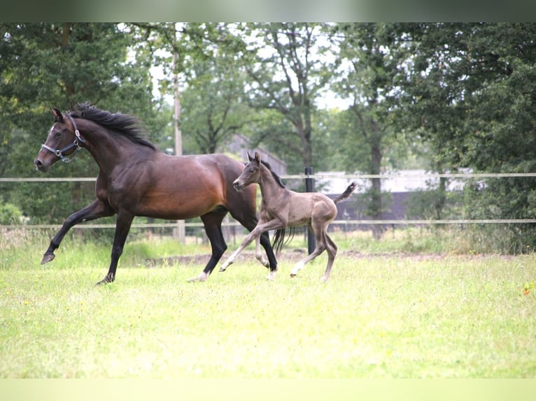 KWPN Mare Foal (06/2024) Smoky-Black in Ospel