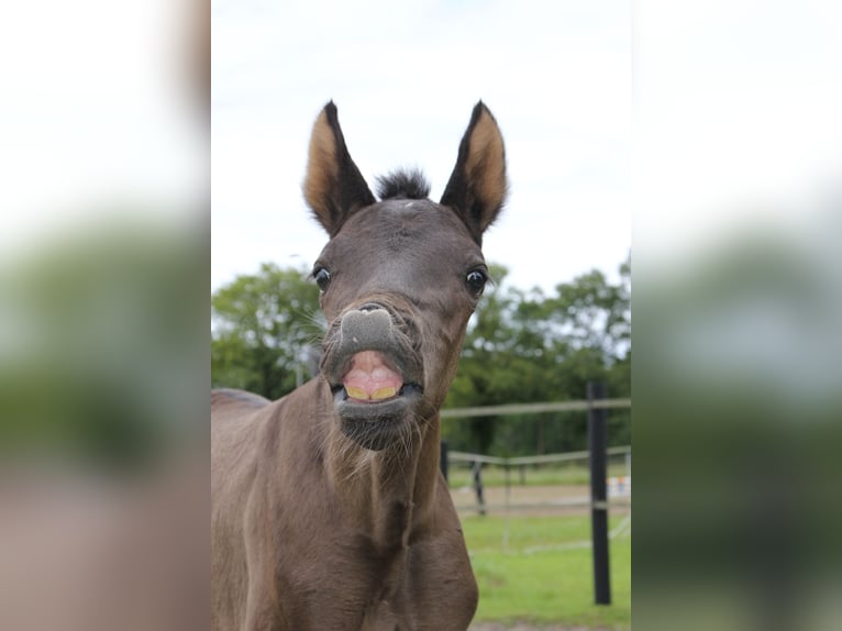 KWPN Mare Foal (06/2024) Smoky-Black in Ospel