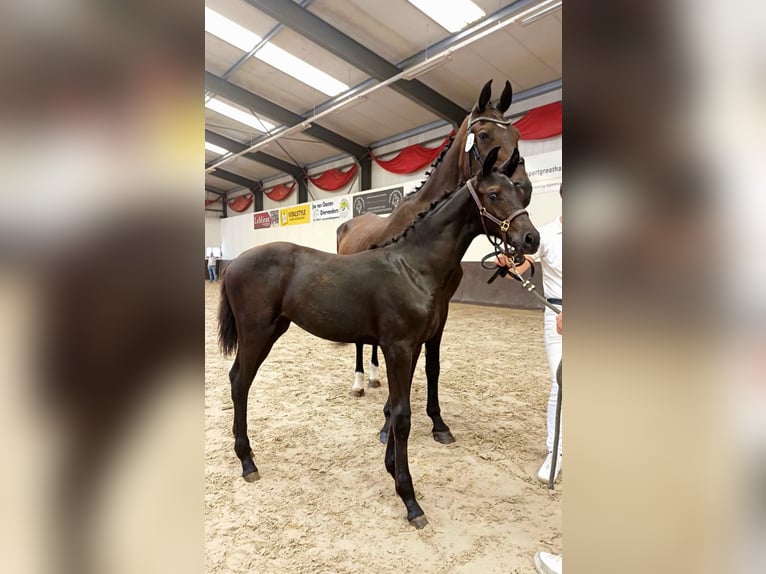 KWPN Mare Foal (04/2025) Smoky-Black in Wommelgem