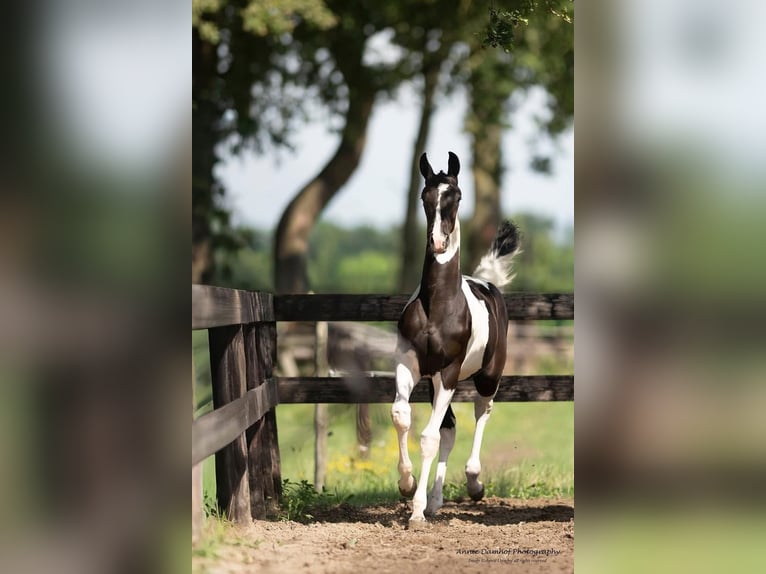 KWPN Mare Foal (01/2025) Tobiano-all-colors in Talavera De La Reina