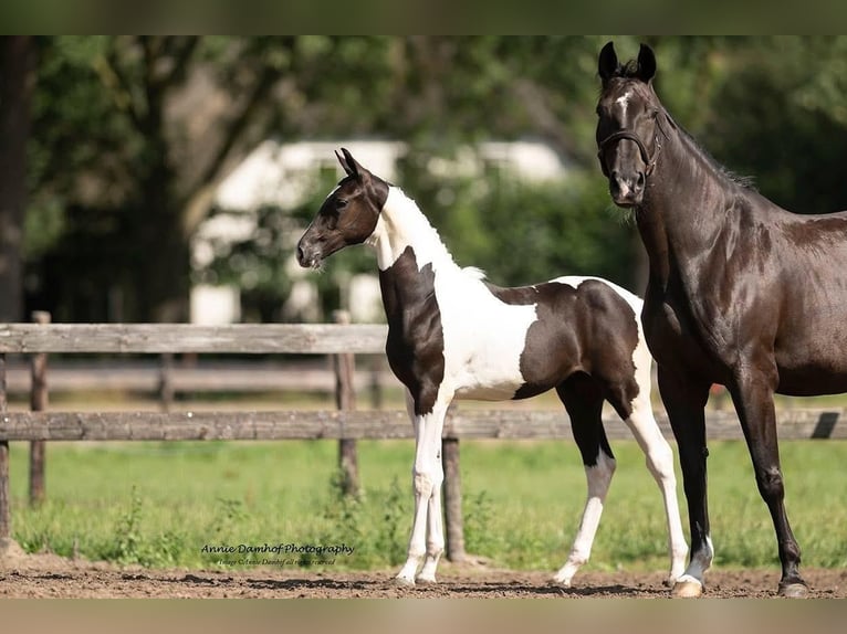 KWPN Mare Foal (01/2025) Tobiano-all-colors in Talavera De La Reina
