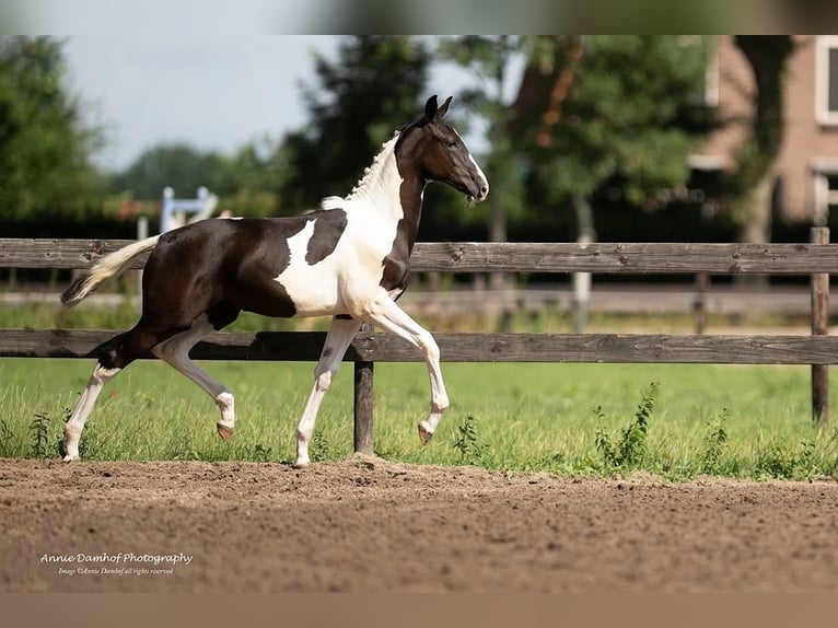 KWPN Mare Foal (01/2025) Tobiano-all-colors in Talavera De La Reina