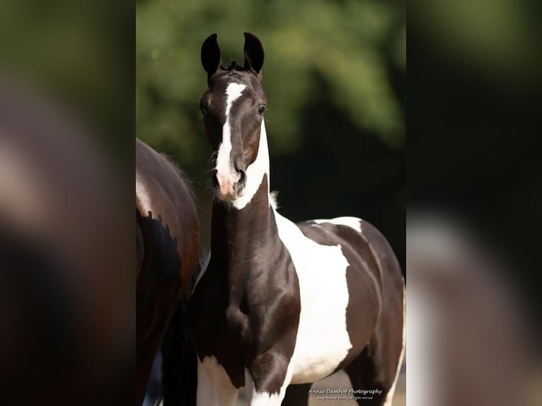 KWPN Mare Foal (01/2025) Tobiano-all-colors in Talavera De La Reina