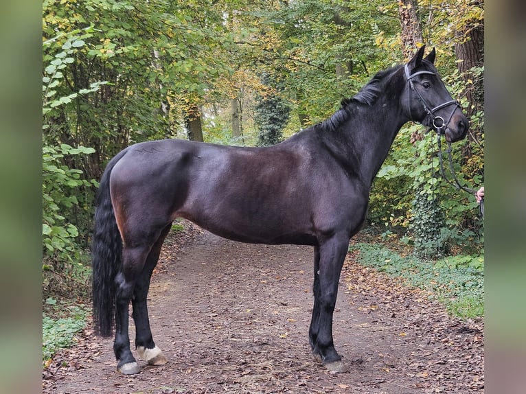 KWPN Merrie 10 Jaar 158 cm Zwartbruin in Nettetal