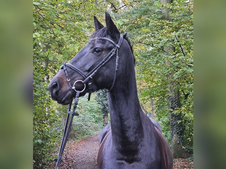 KWPN Merrie 10 Jaar 158 cm Zwartbruin in Nettetal