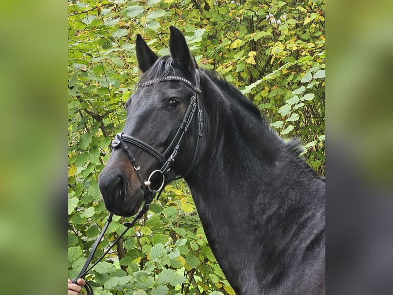 KWPN Merrie 10 Jaar 158 cm Zwartbruin in Nettetal