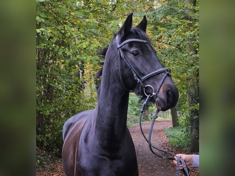 KWPN Merrie 10 Jaar 158 cm Zwartbruin in Nettetal