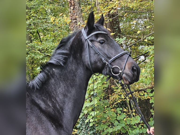 KWPN Merrie 10 Jaar 158 cm Zwartbruin in Nettetal