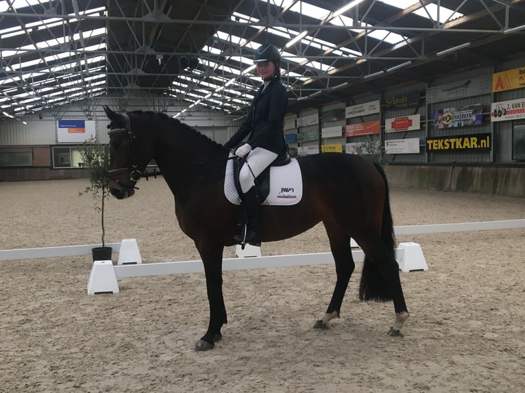 KWPN Merrie 10 Jaar 160 cm Bruin in Nijkerkerveen