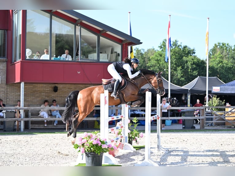 KWPN Merrie 10 Jaar 160 cm Bruin in Stokkum