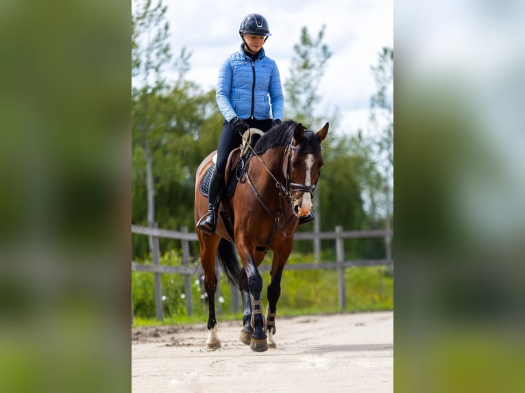 KWPN Merrie 10 Jaar 160 cm Bruin in Stokkum