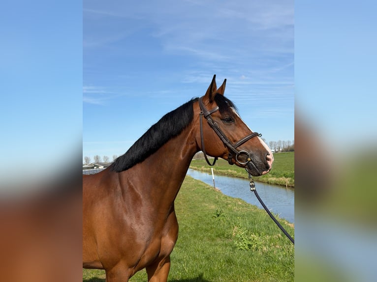 KWPN Merrie 10 Jaar 160 cm Bruin in Stokkum