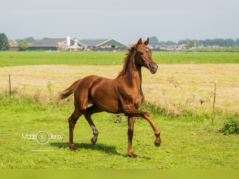 KWPN Merrie 10 Jaar 162 cm Donkere-vos in Zuiderwoude
