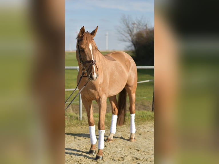 KWPN Merrie 10 Jaar 162 cm Vos in Geilenkirchen