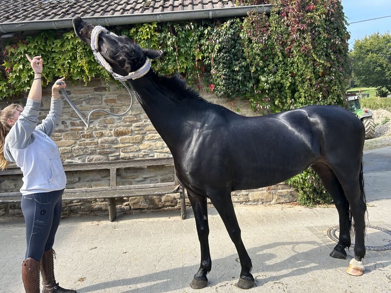 KWPN Mix Merrie 10 Jaar 162 cm Zwartbruin in Essen