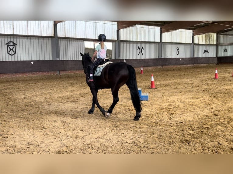 KWPN Mix Merrie 10 Jaar 162 cm Zwartbruin in Essen