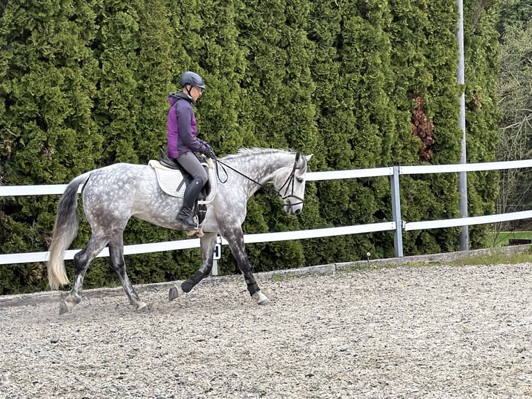 KWPN Merrie 10 Jaar 163 cm Appelschimmel in Wintersingen