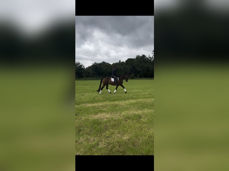 KWPN Merrie 10 Jaar 163 cm Bruin in Hengelo (Gld)