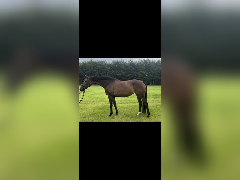 KWPN Merrie 10 Jaar 163 cm Bruin in Hengelo (Gld)
