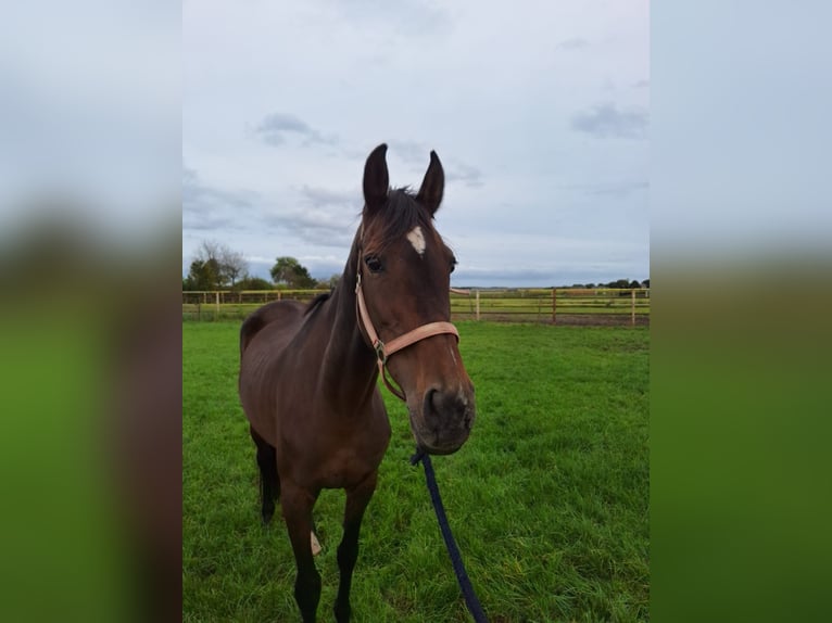 KWPN Merrie 10 Jaar 163 cm Donkerbruin in Schaijk