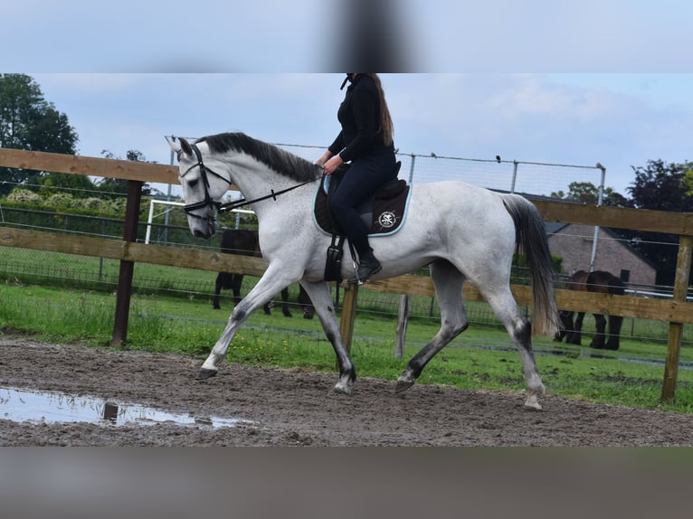 KWPN Merrie 10 Jaar 163 cm Schimmel in Achtmaal