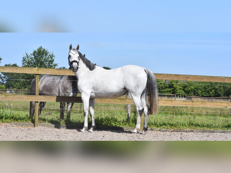 KWPN Merrie 10 Jaar 163 cm Schimmel in Achtmaal