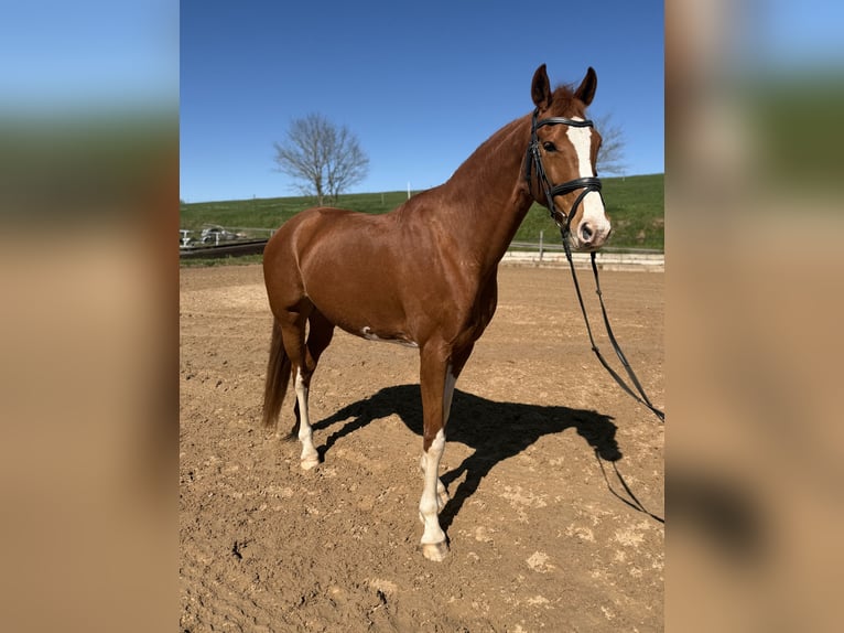 KWPN Merrie 10 Jaar 163 cm Vos in Pirmasens