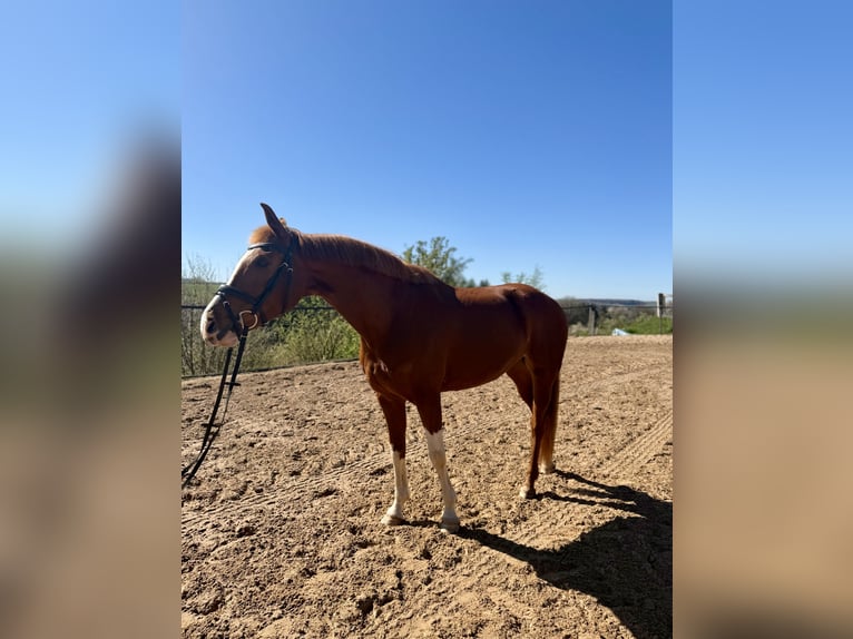 KWPN Merrie 10 Jaar 163 cm Vos in Pirmasens