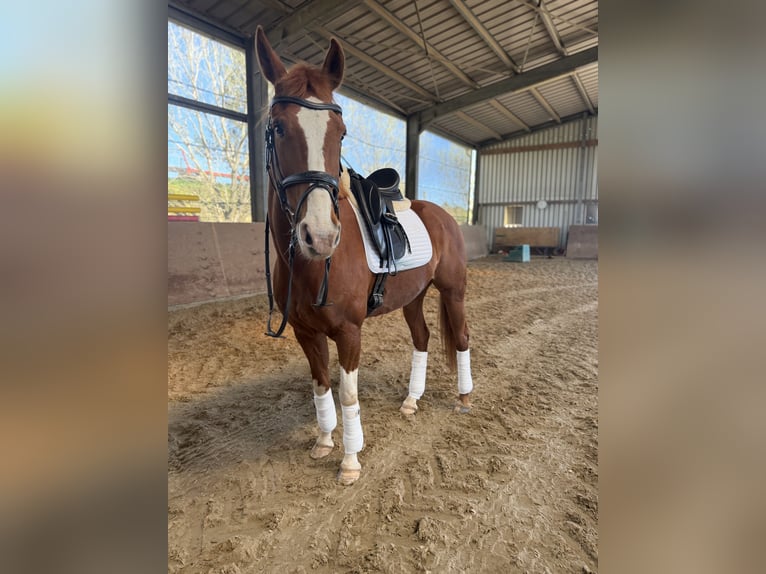 KWPN Merrie 10 Jaar 163 cm Vos in Pirmasens