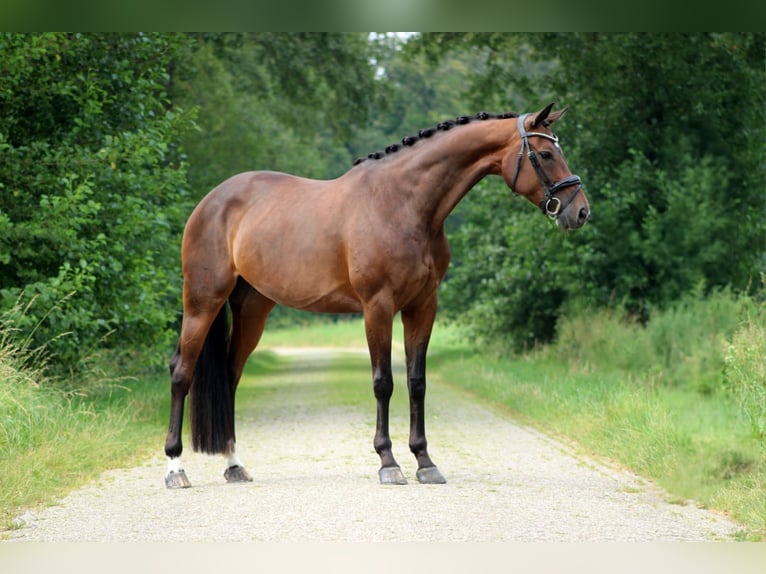 KWPN Merrie 10 Jaar 164 cm Donkerbruin in Halle