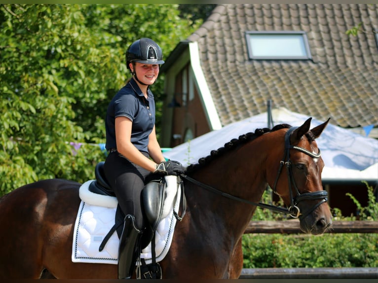 KWPN Merrie 10 Jaar 164 cm Donkerbruin in Halle