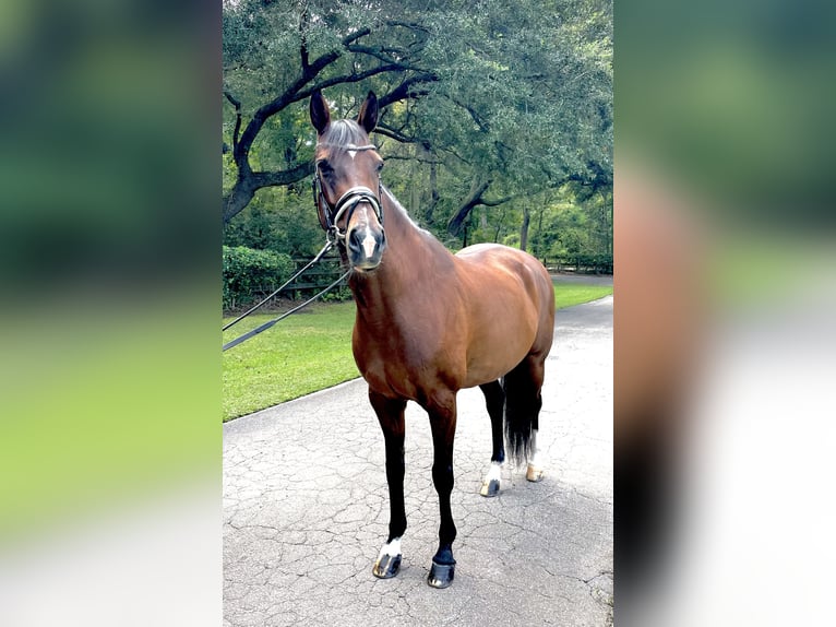 KWPN Merrie 10 Jaar 164 cm Roodbruin in Johns Island
