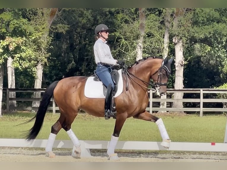 KWPN Merrie 10 Jaar 164 cm Roodbruin in Johns Island