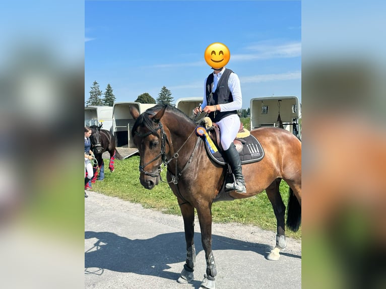 KWPN Merrie 10 Jaar 164 cm in Chur