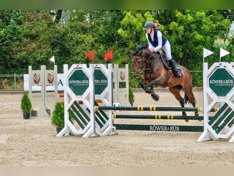 KWPN Merrie 10 Jaar 164 cm in Chur