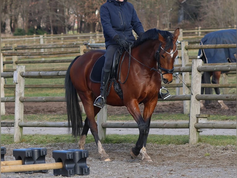 KWPN Merrie 10 Jaar 165 cm Bruin in Lemelerveld
