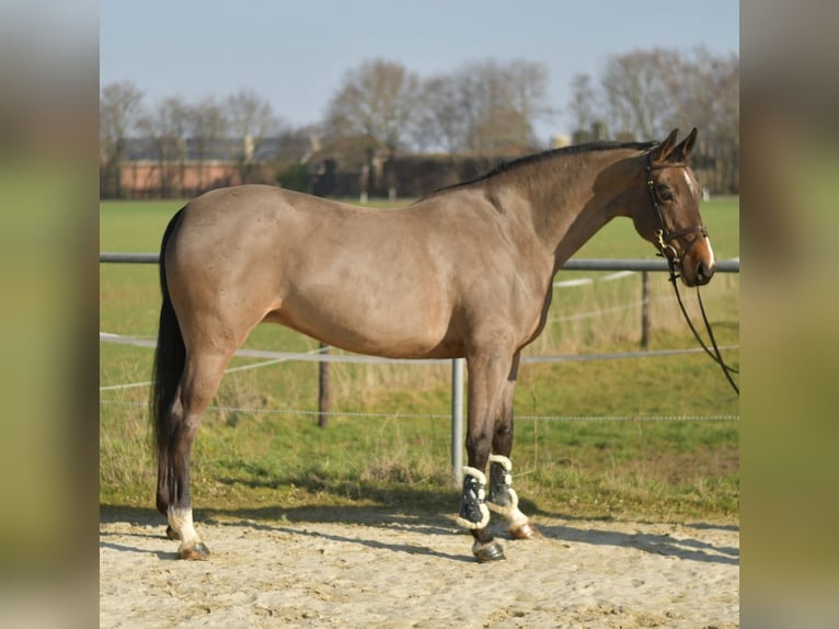 KWPN Merrie 10 Jaar 165 cm Bruin in Geilenkirchen