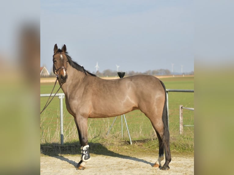 KWPN Merrie 10 Jaar 165 cm Bruin in Geilenkirchen