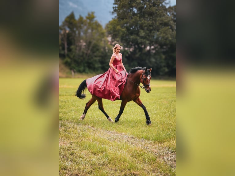 KWPN Merrie 10 Jaar 165 cm Bruin in Buttisholz