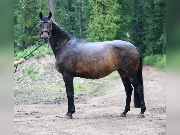 KWPN Merrie 10 Jaar 165 cm Donkerbruin in Glandorf