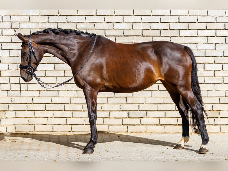 KWPN Merrie 10 Jaar 165 cm Donkerbruin in Oirsbeek