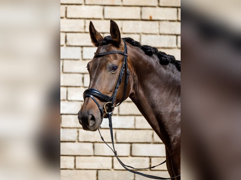 KWPN Merrie 10 Jaar 165 cm Donkerbruin in Oirsbeek