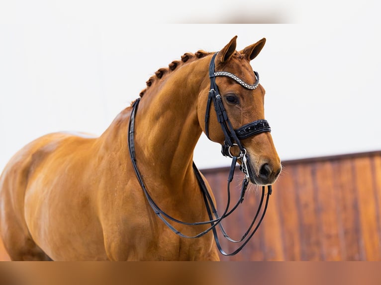 KWPN Merrie 10 Jaar 165 cm Vos in Kwadijk
