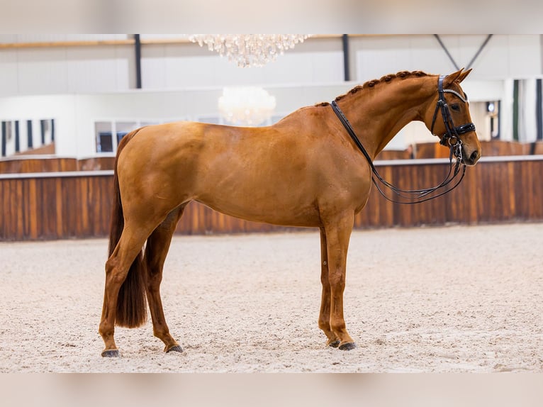 KWPN Merrie 10 Jaar 165 cm Vos in Kwadijk