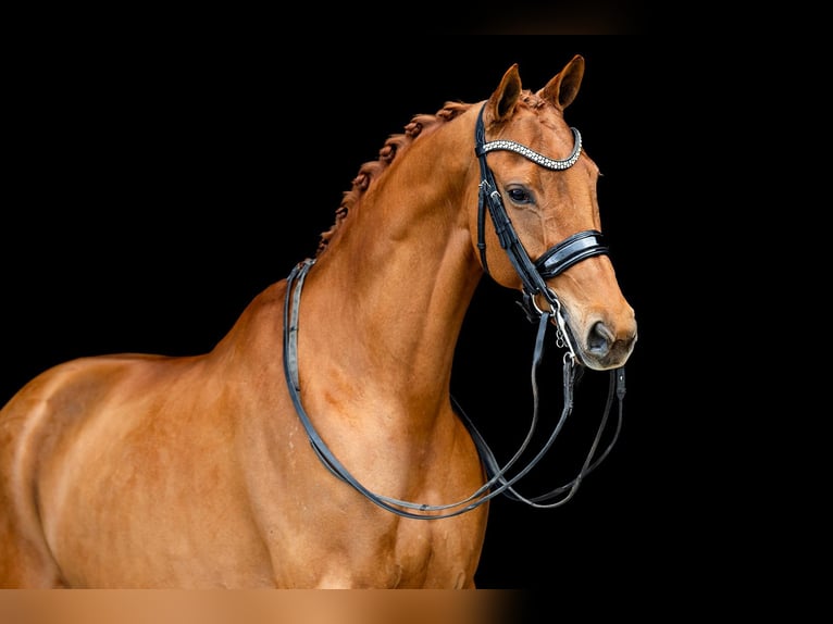 KWPN Merrie 10 Jaar 165 cm Vos in Kwadijk