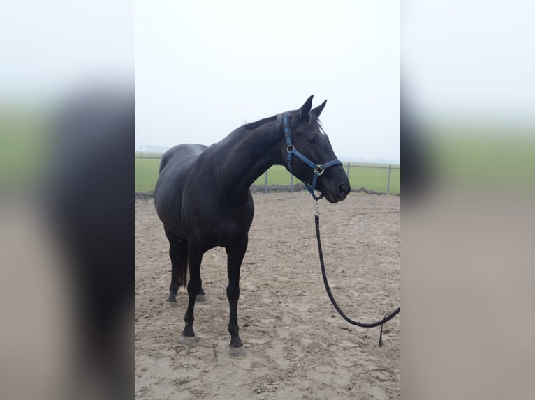 KWPN Merrie 10 Jaar 165 cm Zwart in Middenbeemster